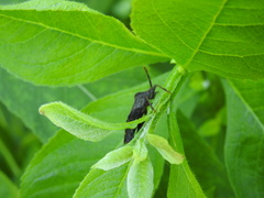 Piezogaster calcarator