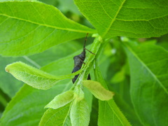 Piezogaster calcarator