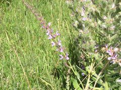 Salvia virgata