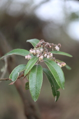 Comarostaphylis