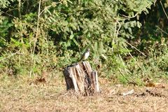 Myiarchus tyrannulus