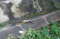 Calotes versicolor