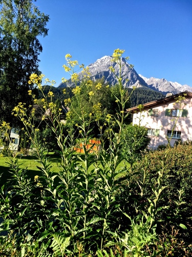 Sisymbrium strictissimum (Sisymbrium strictissimum)