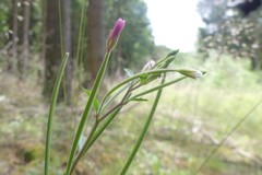 Epilobium lanceolatum