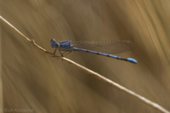 Argia nahuana