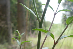Epilobium lanceolatum