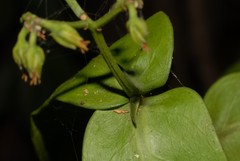 Rinorea auriculata