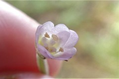 Epilobium lanceolatum