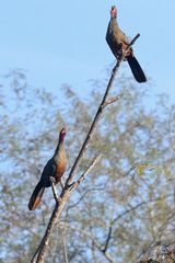 Rufous-Bellied Chachalaca photo 2