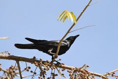 Corvus sinaloae