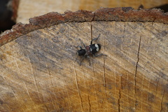 Clerus mutillarius