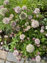 Astrantia