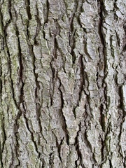 Tsuga heterophylla