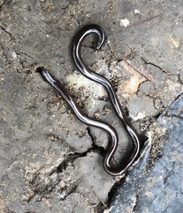 Indotyphlops braminus