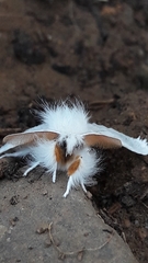 Euproctis chrysorrhoea