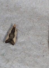 Dichomeris inserrata