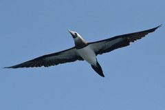 Sula leucogaster brewsteri