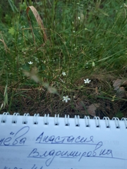 Stellaria graminea