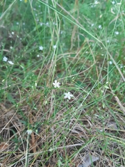 Stellaria graminea