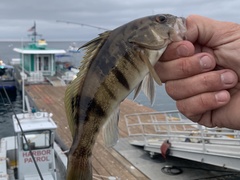 Paralabrax nebulifer