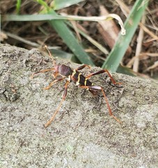 Neoclytus acuminatus