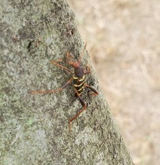 Neoclytus acuminatus