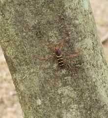 Neoclytus acuminatus