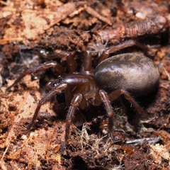Coelotinae