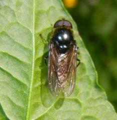 Cheilosia albitarsis