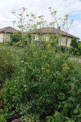 Levisticum officinale