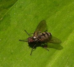 Portevinia maculata