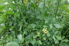 Levisticum officinale
