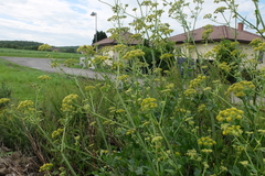 Levisticum officinale