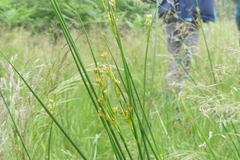 Juncus acutiflorus