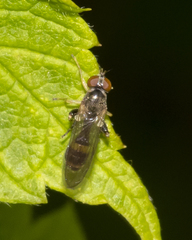 Sphegina