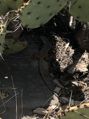 Aspidoscelis scalaris