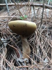 Boletus quercophilus