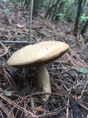 Boletus quercophilus