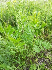 Artemisia latifolia