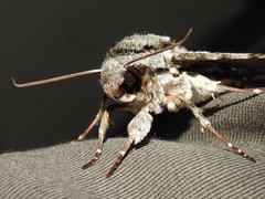 Manduca florestan