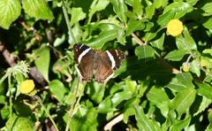 Nymphalini