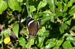 Nymphalini