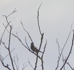 Turdus viscivorus