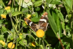Nymphalini