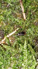 Notiophilus biguttatus