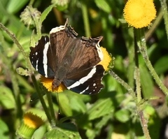 Nymphalini