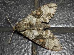 Manduca florestan