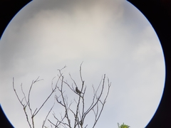 Turdus viscivorus