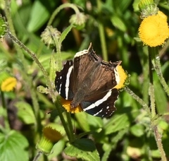 Nymphalini