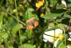 Lycaena phlaeas pseudophlaeas